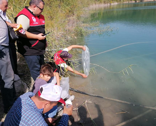 Manyas ve Kepsut göletlerine yavru sazan bırakıldı