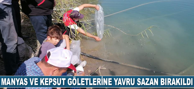 Manyas ve Kepsut göletlerine yavru sazan bırakıldı