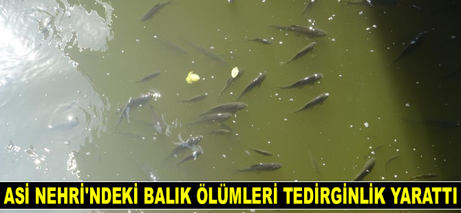Asi Nehri’ndeki balık ölümleri tedirginlik yarattı