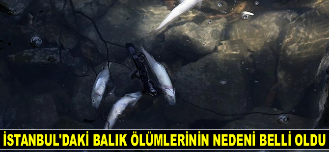 İstanbul'daki balık ve yengeç ölümlerinin nedeni belli oldu