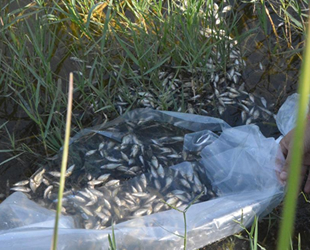 Bigadiç'te göletlere yavru pullu sazan balığı bırakıldı