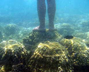 Tayland, mercanlara zarar veren güneş kremlerine yasak getirdi
