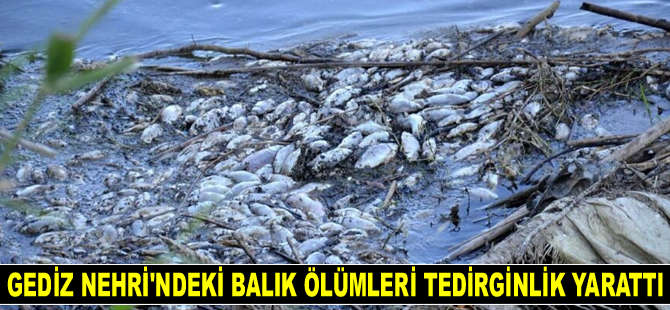 Gediz Nehri’ndeki balık ölümleri tedirginlik yarattı