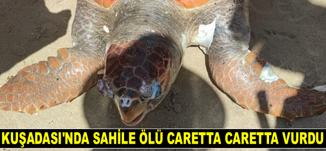 Kuşadası’nda sahile ölü caretta caretta vurdu