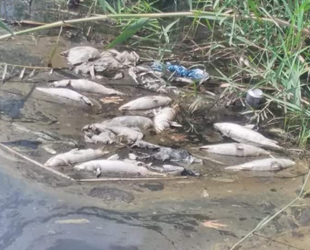 Bozyazı'daki balık ölümleri tedirgin etti