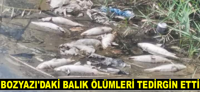 Bozyazı'daki balık ölümleri tedirgin etti
