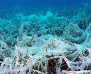Marmara'daki müsilaj için acil çağrı: Deniz ölüyor, zamanı yok