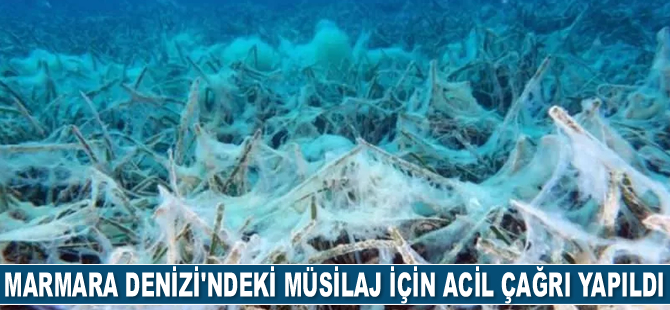 Marmara'daki müsilaj için acil çağrı: Deniz ölüyor, zamanı yok