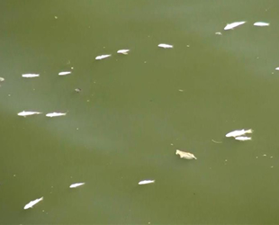 Asi Nehri'nde balık ölümleri yaşandı