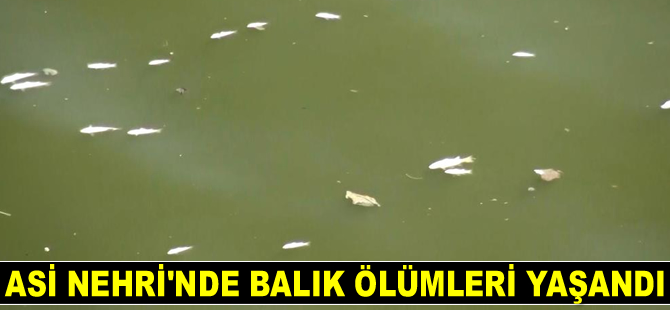 Asi Nehri'nde balık ölümleri yaşandı