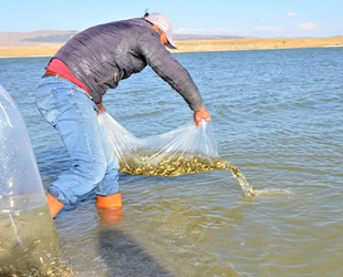 Göletlere 1 milyon 819 bin adet yavru balık bırakıldı