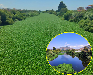Hatay’da su sümbülleri Asi Nehri’ni istila etti