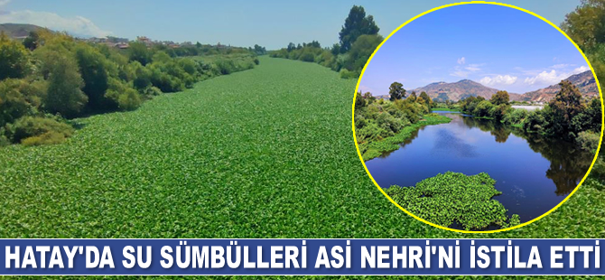 Hatay’da su sümbülleri Asi Nehri’ni istila etti
