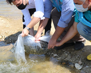 Şaphane'de göletlere 4 bin adet sazan balığı bırakıldı