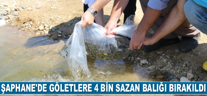 Şaphane'de göletlere 4 bin adet sazan balığı bırakıldı