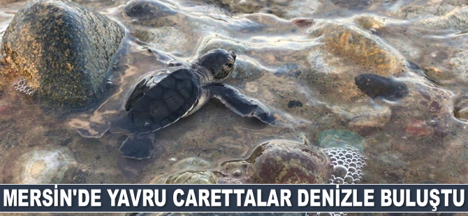 Mersin’de yavru carettalar denizle buluştu