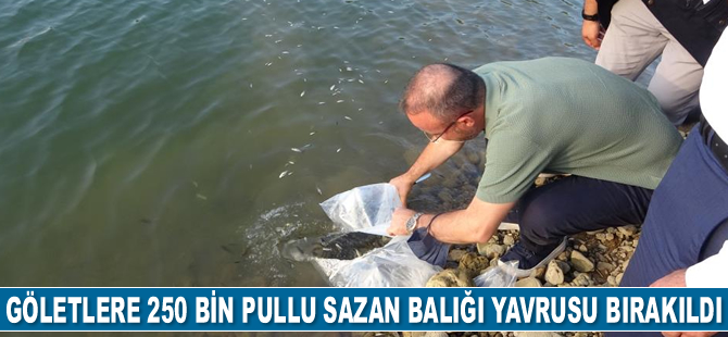Çanakkale’de göletlere 250 bin adet pullu sazan balığı yavrusu bırakıldı