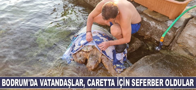 Bodrum’da vatandaşlar, caretta için seferber oldular