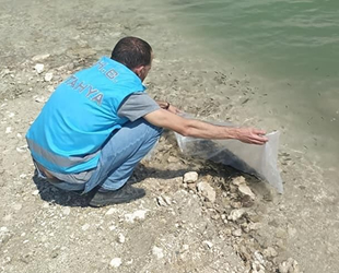 Çavdarhisar Barajı’na 15 bin adet sazan balığı bırakıldı