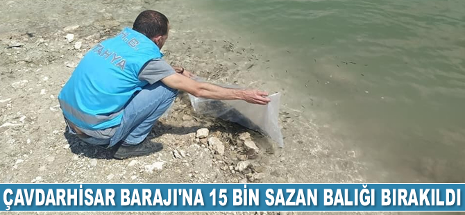 Çavdarhisar Barajı’na 15 bin adet sazan balığı bırakıldı
