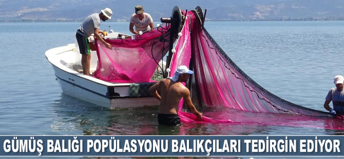 İznik Gölü’nde gümüş balığı popülasyonu balıkçıları tedirgin ediyor