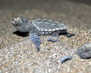 Bozyazı’da caretta carettalar için sahilde ışıklar kapatıldı