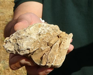 Muş’ta 35 milyon yıllık deniz canlıları fosili bulundu