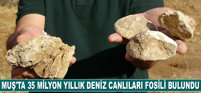 Muş’ta 35 milyon yıllık deniz canlıları fosili bulundu
