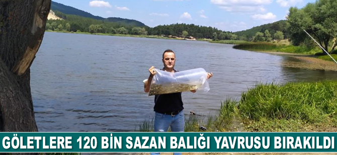 Göletlere 120 bin adet sazan balığı yavrusu bırakıldı