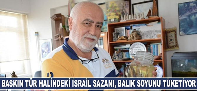 İsrail sazanı, balık soyunu tüketiyor