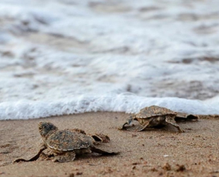 KKTC'de caretta caretta yavruları denizle buluştu