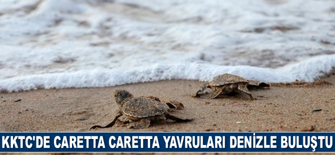 KKTC'de caretta caretta yavruları denizle buluştu