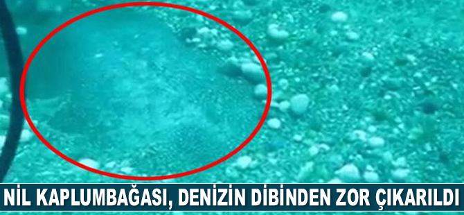 Nil kaplumbağası, denizin dibinden zor çıkarıldı