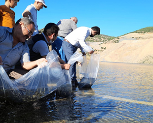 Konya'daki 21 göl ve gölete 1 milyon yavru sazan balığı bırakıldı