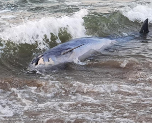 Mudanya’da üç ayrı noktada ölü yunus balıkları kıyıya vurdu