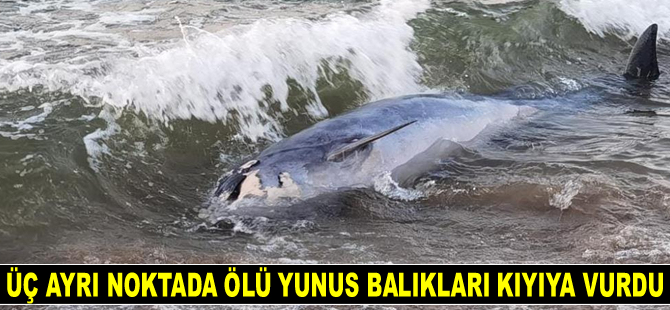 Mudanya’da üç ayrı noktada ölü yunus balıkları kıyıya vurdu