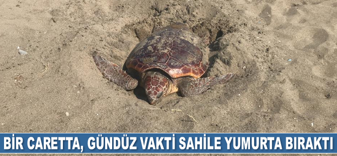 Mersin sahilleri, carettaları ağırlamaya devam ediyor