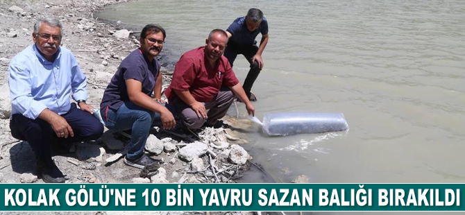 Kolak Gölü’ne 10 bin adet yavru sazan balığı bırakıldı
