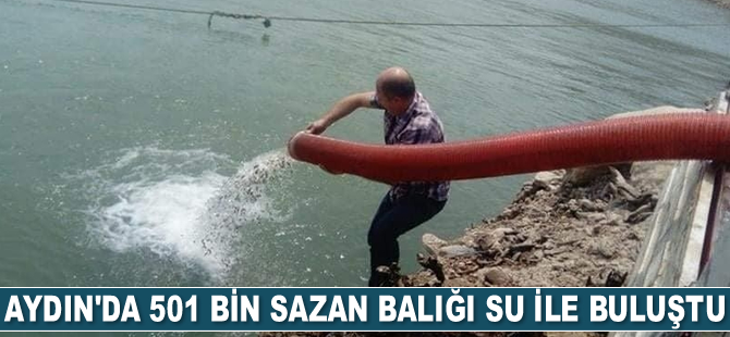 Aydın'da 501 bin adet sazan balığı su ile buluştu