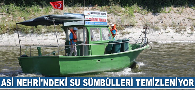 Asi Nehri’ndeki su sümbülleri temizleniyor
