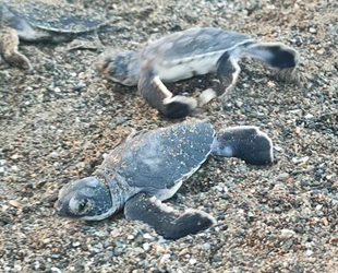 Hatay’da yavru kaplumbağalar denizle buluştu