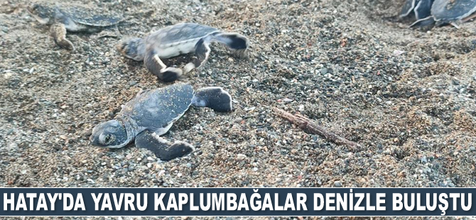 Hatay’da yavru kaplumbağalar denizle buluştu