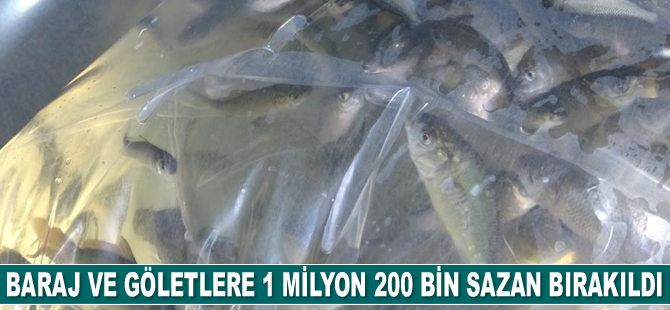 Baraj ve göletlere 1 milyon 200 bin adet yavru sazan bırakıldı