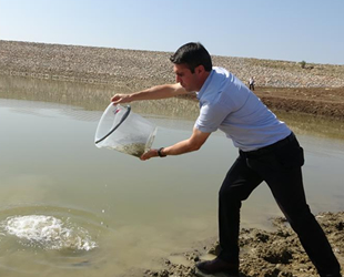 Muş’ta göl, gölet ve barajlara 1 milyon 281 bin yavru balık bırakıldı