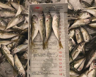 İstanbul’da yasak dönemde avlanılan yarım ton balığına el konuldu