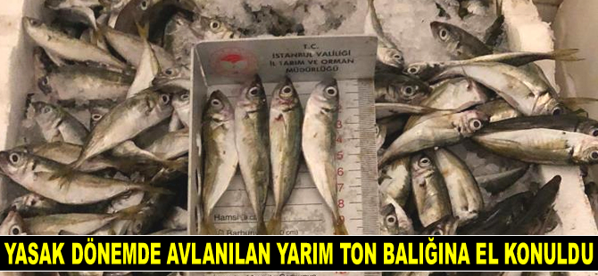 İstanbul’da yasak dönemde avlanılan yarım ton balığına el konuldu