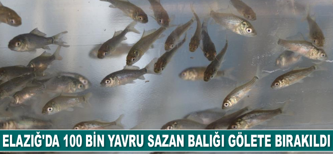 Elazığ’da 100 bin yavru sazan balığı gölete bırakıldı
