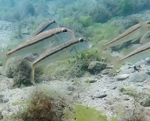 Liman mendireği kalıntıları deniz canlılarına ev sahipliği yapıyor