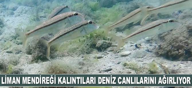 Liman mendireği kalıntıları deniz canlılarına ev sahipliği yapıyor