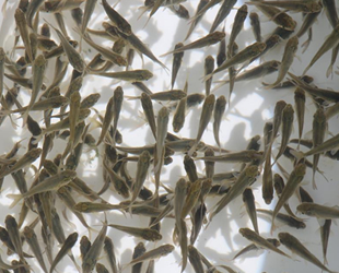 Elazığ’dan 18 kente 12 milyon adet yavru sazan balığı gönderildi